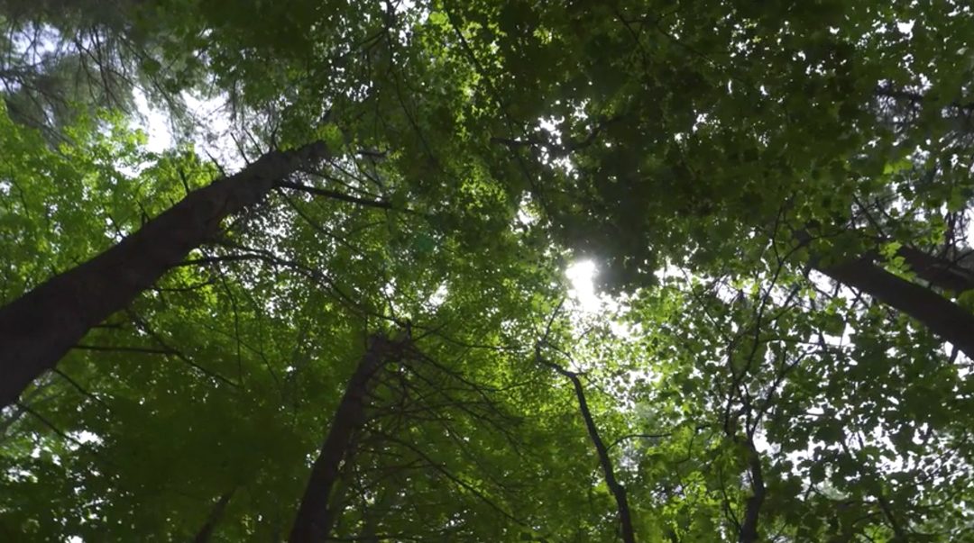 Hazardous Tree Removal