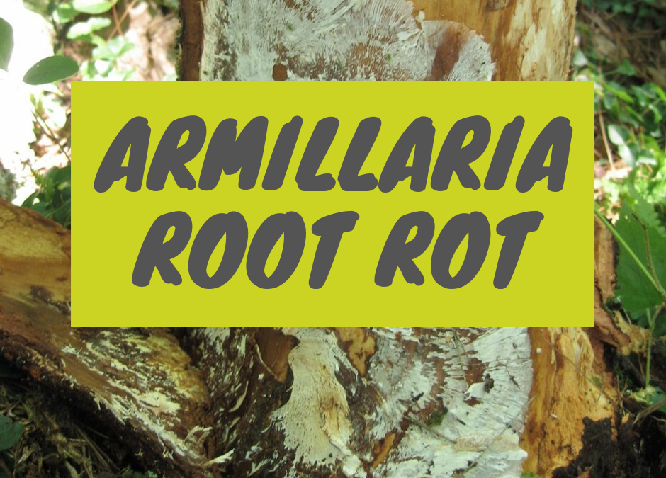 Armillaria Root Rot Disease