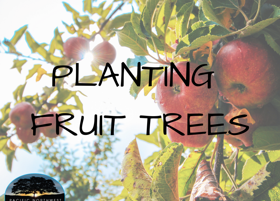 Northwest mejor cultiva árboles frutales