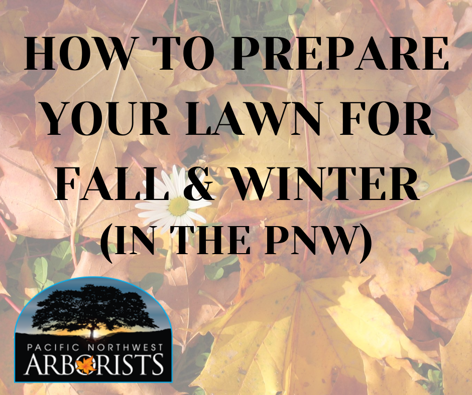 How To Prepare Your Lawn For Fall and Winter (In The PNW) Pacific How To Prepare Your Lawn For Fall and Winter (In The PNW) Pacific