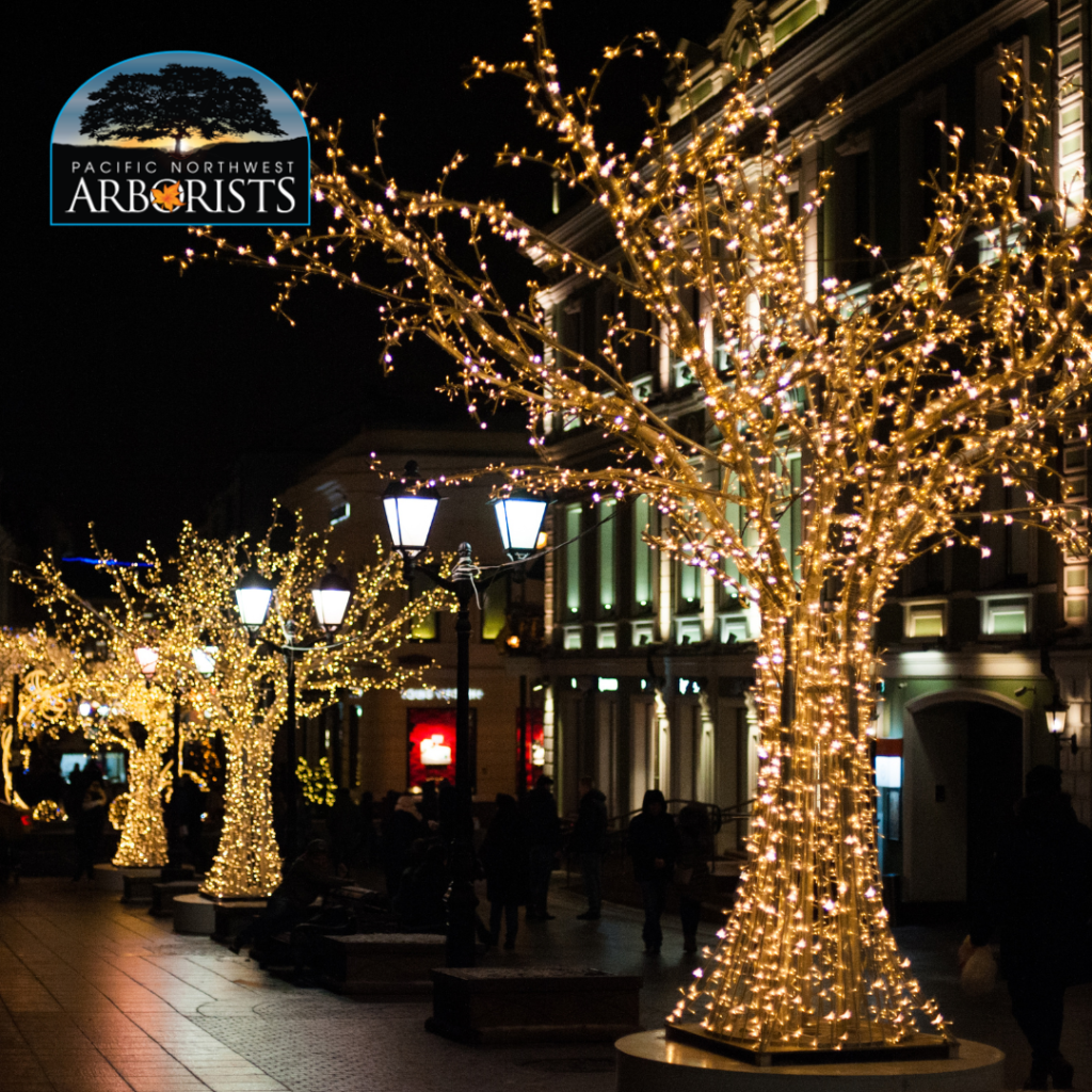 How To Add Lights To Outdoor Trees - Pacific Northwest Arborist - Arborist Inspired Outdoor Lighting Inspiration Ideas